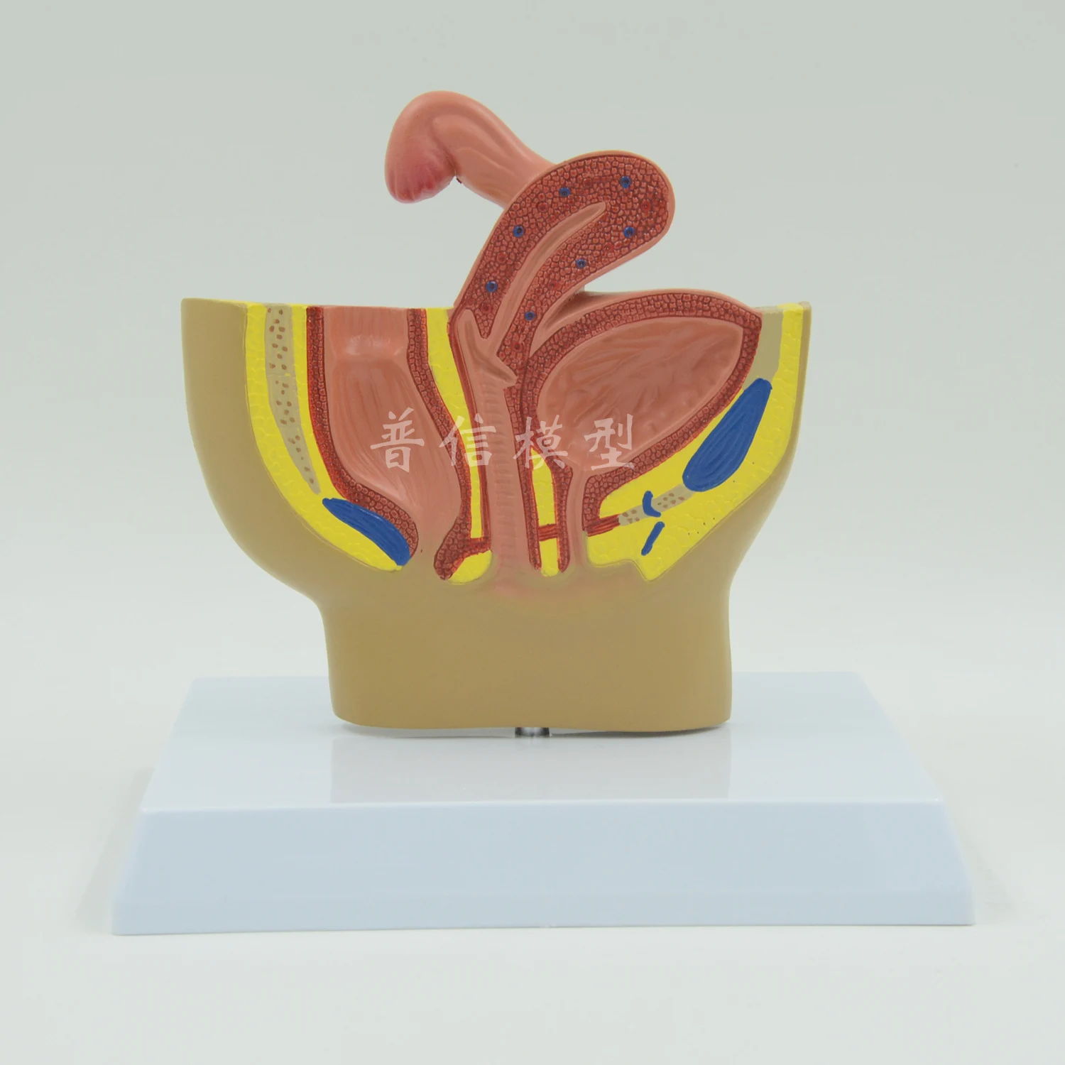 

Free shipping&Female pelvic, gynecological model, urinary system, female reproductive system, for beauty salon, medical school