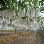 Сетчатые мешки для яблок, овощей, винограда, 50 шт.лот, 18x20 см