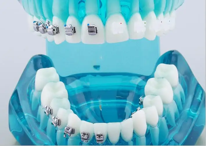 Стоматологическая лаборатория анатомическая Анатомия зубов обучение модель