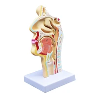 human nasal throat surgery model structure medical anatomical model for school teaching tool learning display lab supplies