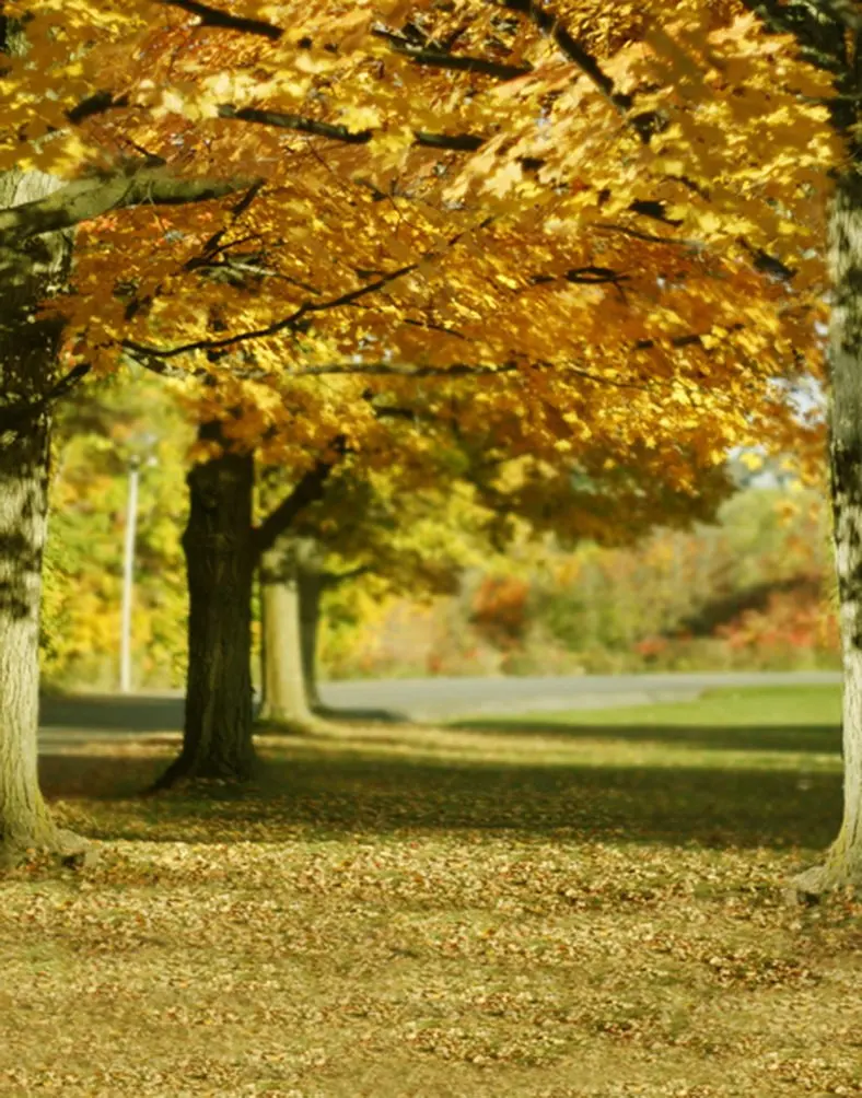 

5x7ft Fall Yellow Tree Leaves Photography Backdrops Photo Props Studio Background
