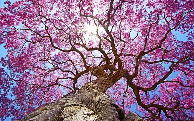 Новейшая объемная большая роспись на заказ красивые фрески с цветами фоновые