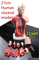 medical teaching model 27cm 12part human torso anatomical model human organs visceral muscle model trunk anatomy model removable