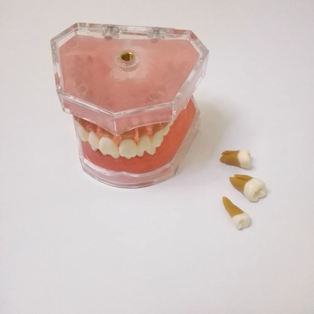 Отсоединяемая модель мягких зубов 1 шт. для обучения и