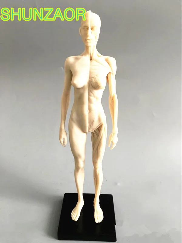 30 см белая женская модель череп для изучения анатомии мышечная кость медицинский