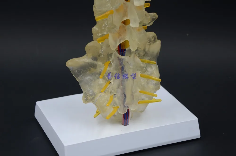 Бесплатная доставка модель позвоночника медицинский светящийся креативный