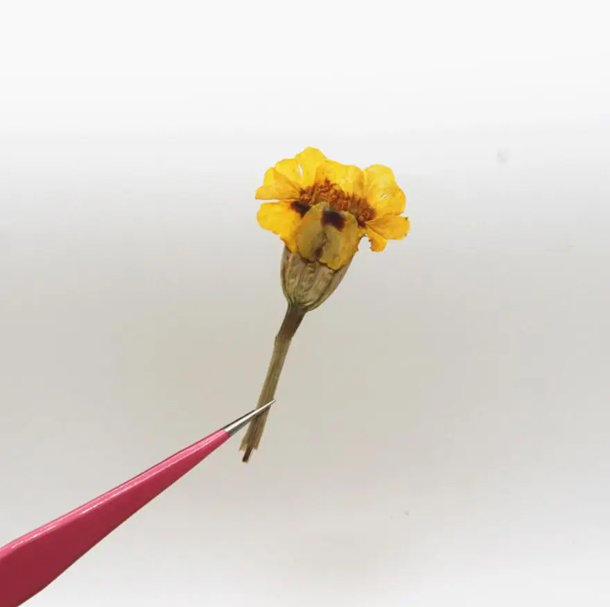 250 шт. прессованный высушенный Tagetes patula L. Цветочные растения гербарий для