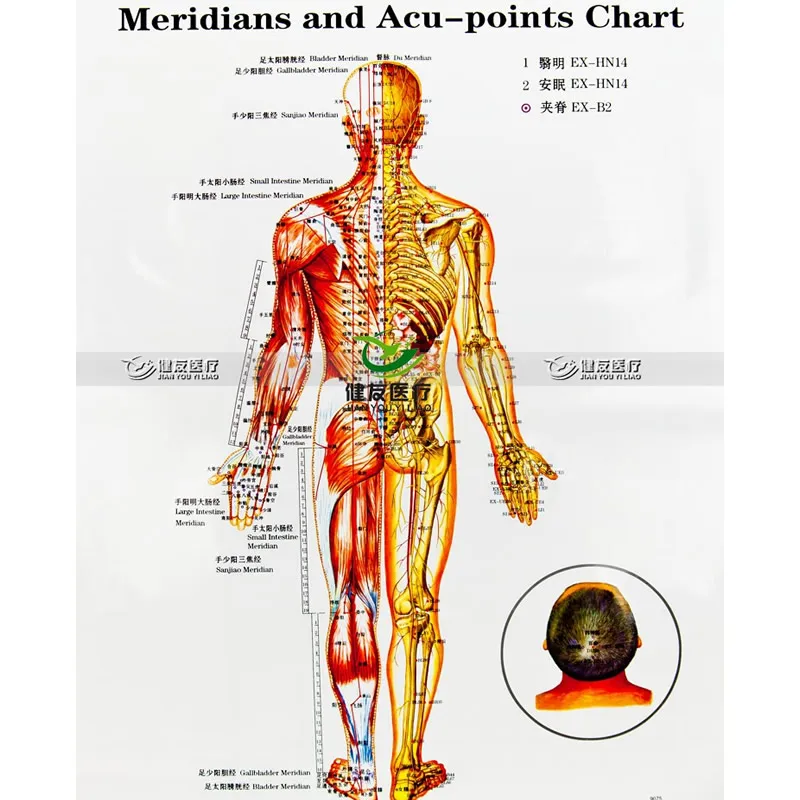 3 шт./компл. Wallmap Ear Map Ustration Of Points Male Body меридианы и ACU Chart|ear acupuncture|acupuncture mapacupuncture ear |