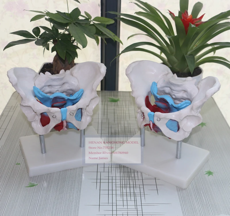 Модель женского таза Женский таз с моделью тазового модель анатомии | Канцтовары