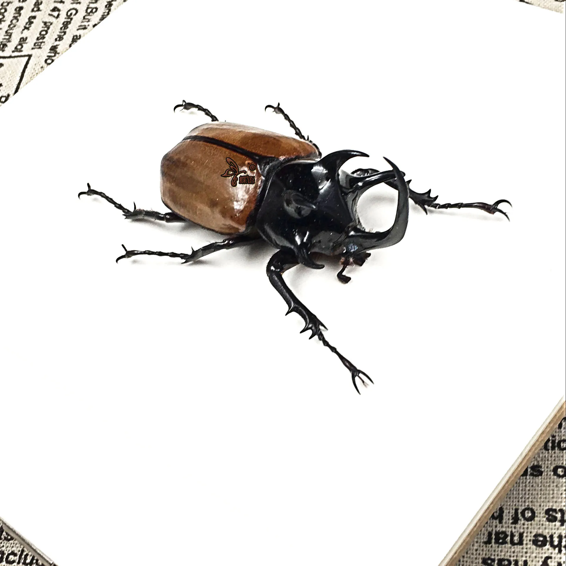 Образцы насекомых Eupatorus gracilicornis с рамкой обучающее оборудование пятирогатый