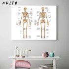 Художественный постер на холсте с изображением человеческого тела, Художественная печать, скелетная Мышечная система, Дидактическая доска, картина, украшение для Кабинета