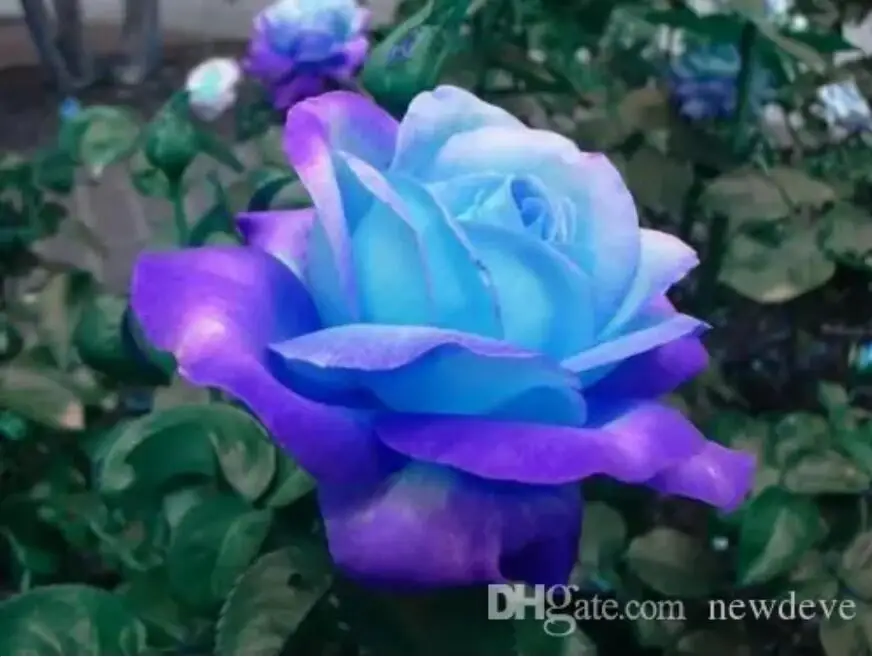 08 Последние семена дешевый цветок, Роза Популярные 9 цветов садовые семена 100 шт. посылка садовые растения - Цвет: 08