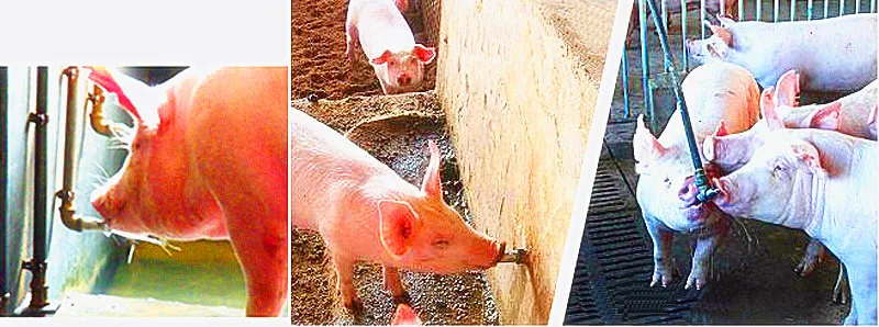 Утолщение Нержавеющая сталь свинья Ниппель для фонтанчика питьевой воды кран