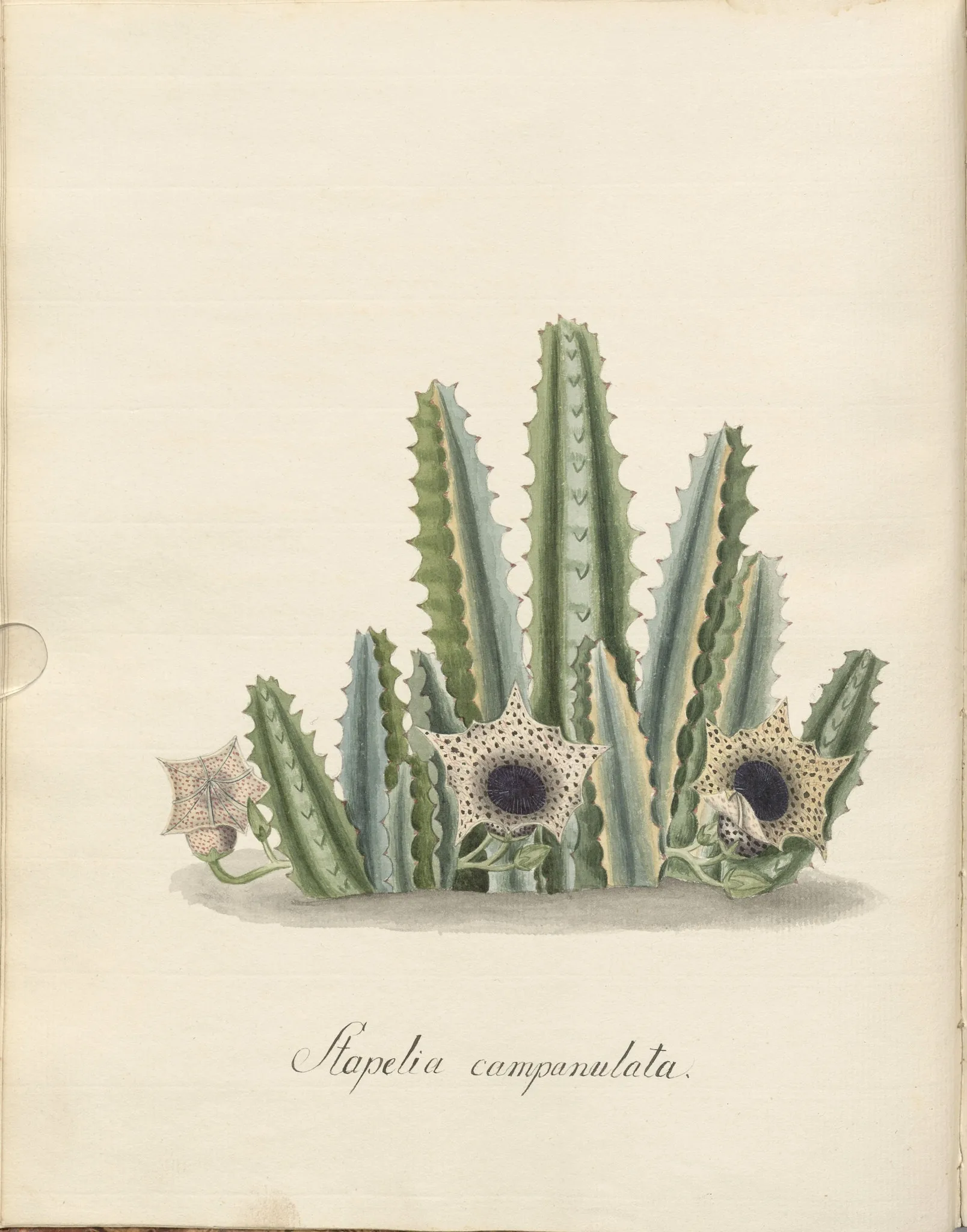 Суккулент Carrion иллюстрация Stapelia campanulata классический холст картины винтажные