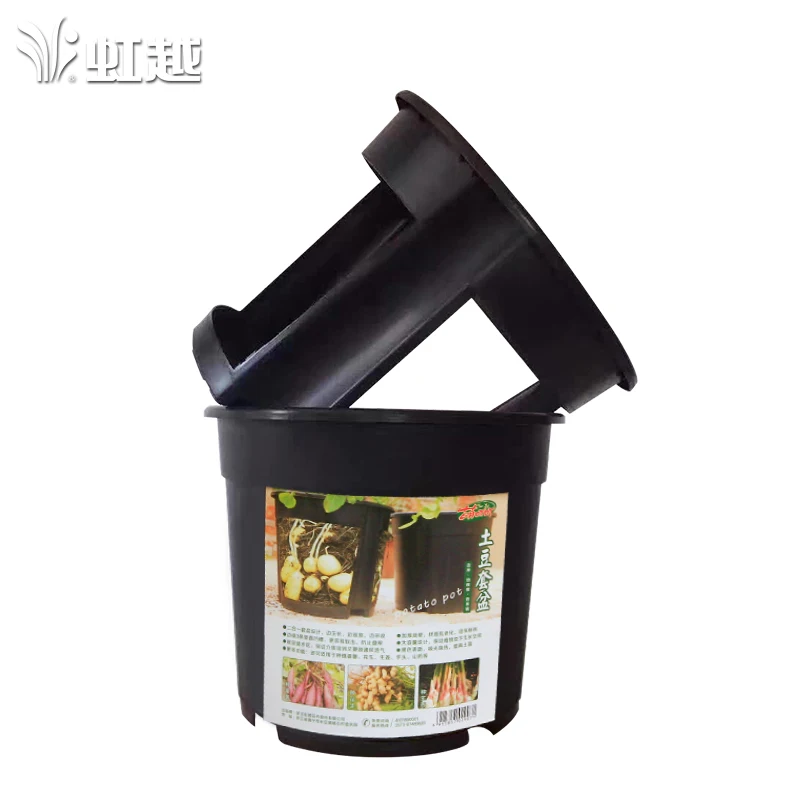 Открытый толстые картофель сладкого картофеля имбирь специально посадки