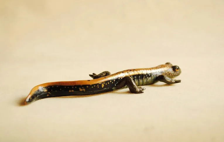 Оригинальная японская Подлинная Статуэтка дикого животного гигантский salamander