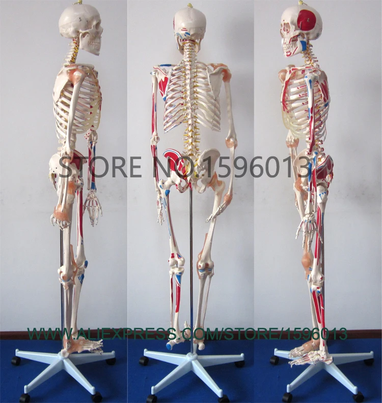 Популярная модель скелета человека с мускулами и связками мускулов высотой 180 см
