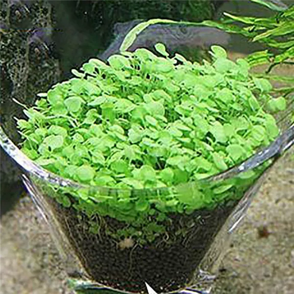 3pcs big leaf 3 шт. аквариумные растения семена водная Трава Декор семена легко посадки аквариума декоративные Ландшафтные растения - Цвет: 3pcs big leaf