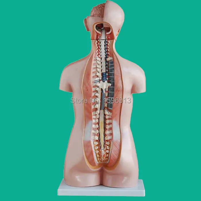 85 см Сексапильный торс с внутренними органами 20 частей модель человеческого