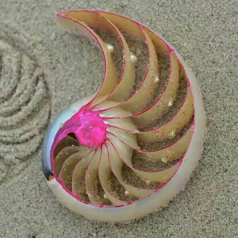 MESOPOTAMIA Colorful Natural Conch Shell Ornaments Rose Nautilus Fossil Creative Home Decoration Wedding Gifts Conch Shells image 4