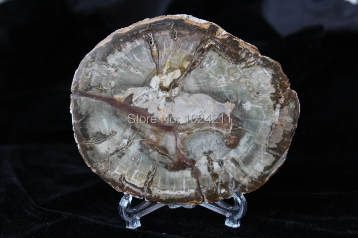 

200 г, остекленное дерево, круглая ископаемая фотография