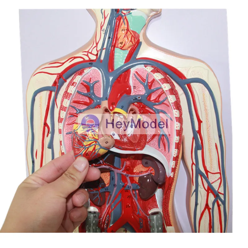 Модель человеческой системы кровообращения HeyModel|system|system model |