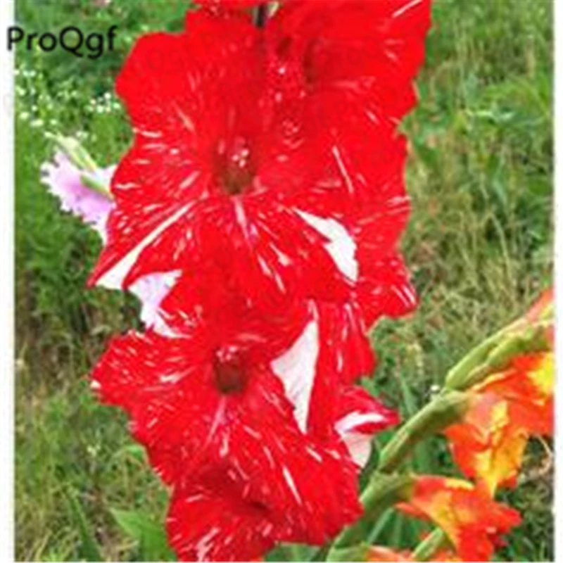 Ngryise 10 шт набор Vaniot Houtt gladiolus лампочка