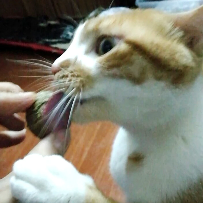 Натуральные дикие кошачьи закуски кошачий мячик для домашних животных мята