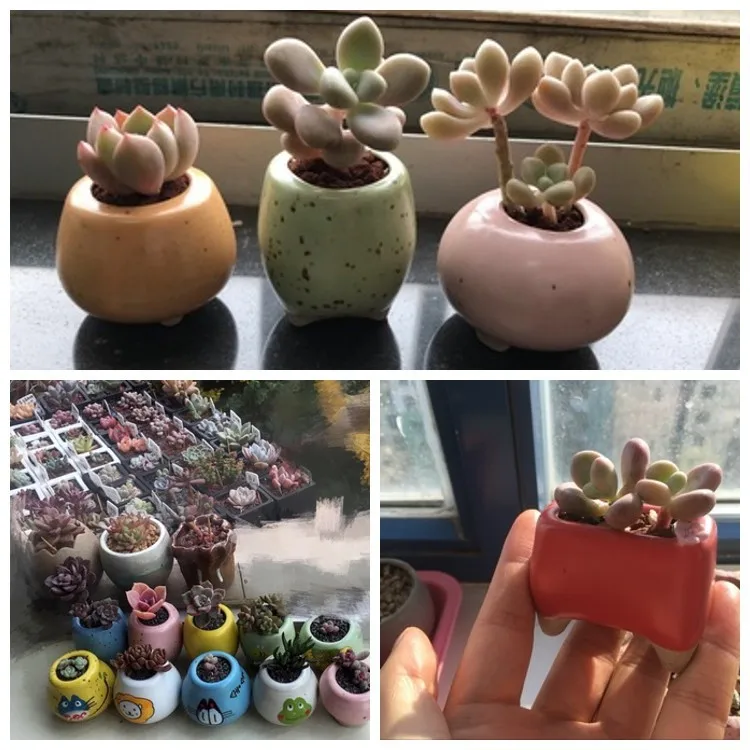 Цветочный горшок для суккулентов, горшок для мясистых растений, керамический маленький мини-домашний/садовый/офисный Декор
