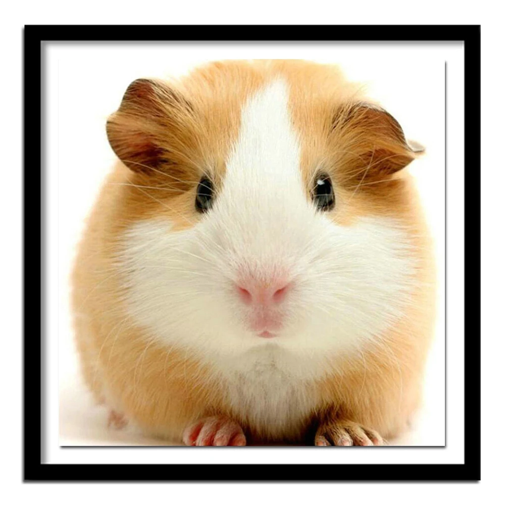 Diy Алмазная вышивка крестиком Cavia Porcellus полная круглая морская свинка животные