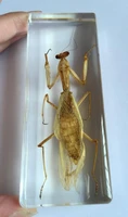 genuine real mantis specimen desktop lucid cool gift