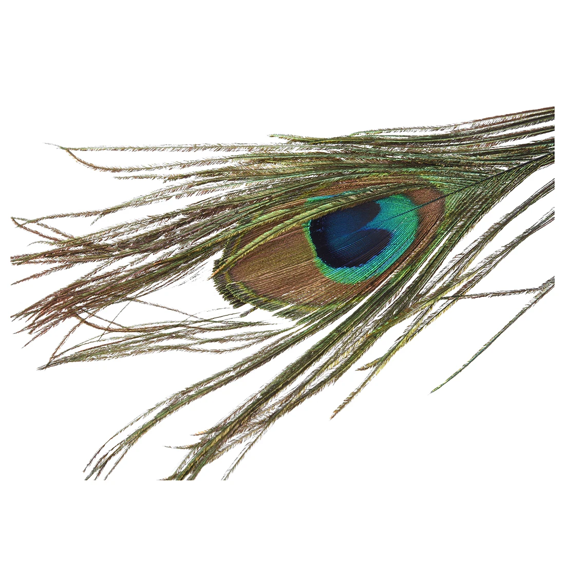 100 шт перьев павлина 10 &quot 12&quot|peacock feathers|feather feather100 feathers |