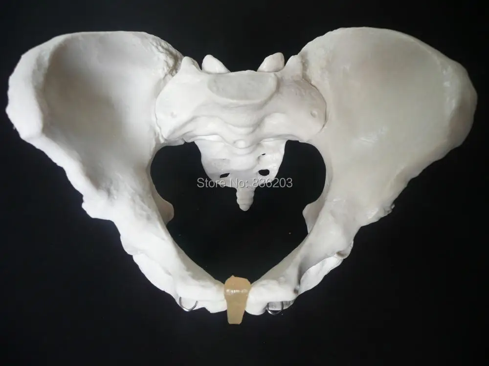 Натуральный размер модель скелета таза для травм искусственная