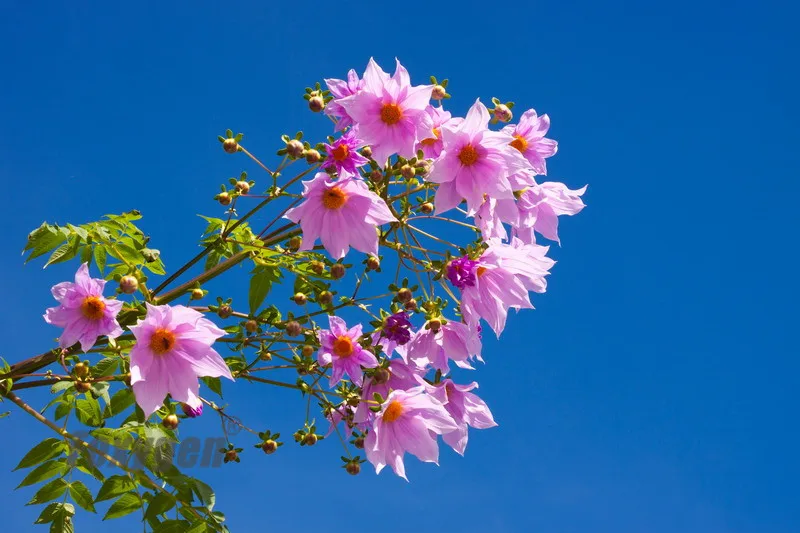 

Buy Stretch ceiling film blue sky flowers design low price from China factory