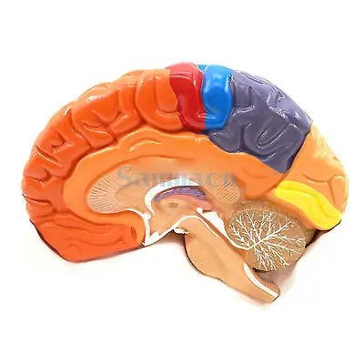 2 части функция человеческого мозга анатомия искусственная кора обучение|human brain