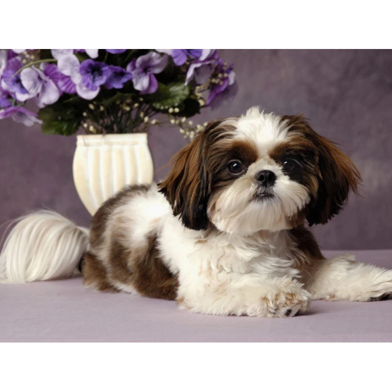 Shih Tzu собака алмазная живопись картина для собак полная вышивка красочные