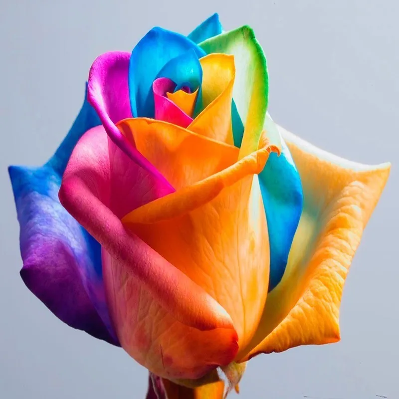 Алмазная вышивка huacan Flower 5D DIY Алмазная картина красочная Роза полный квадратный домашний декор мозаичные Стразы подарок на фестиваль - Цвет: FV4576