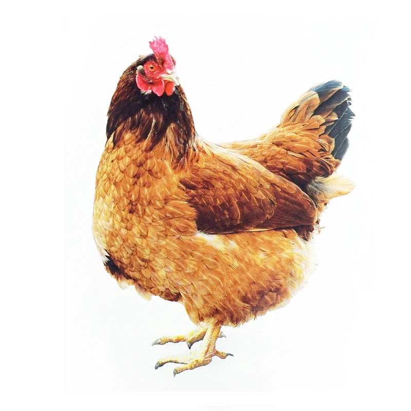 80 шт. карманные фонарики Монтессори для детей|Чтение| |