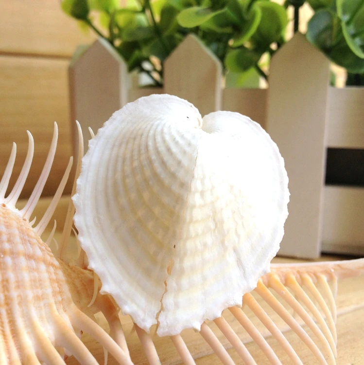 Раковины моллюсков стыковой сварки типа морских раковин природных ремесла