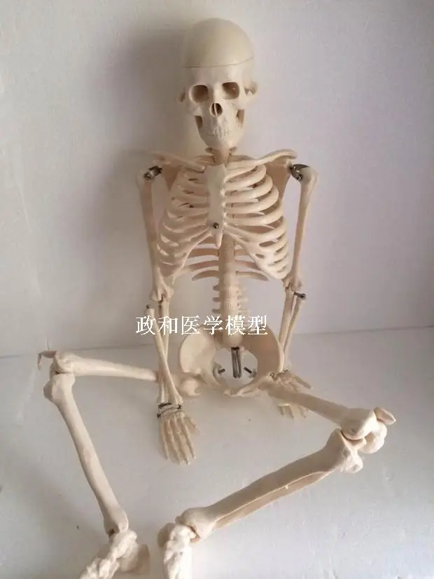 Модель скелета 85 см с подставкой художественный эскиз медицинское образование