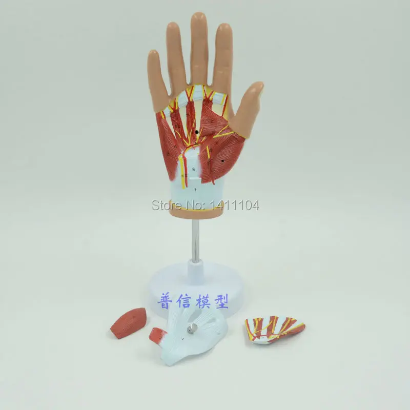 Бесплатная доставка и ручная мышечная модель анатомическая тендона ладони Shoumo.