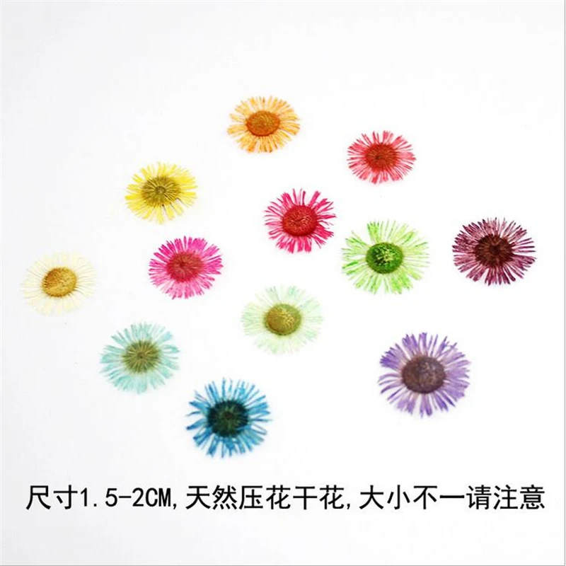 12 шт креативные натуральные высушенные цветы образец растения тисненые разъемы