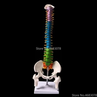 45cm color human spine with pelvic model human anatomical anatomy spine medical model school medical teaching supplies