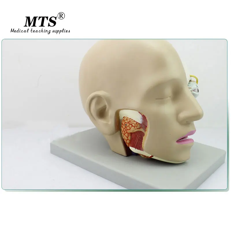 Медицинская анатомическая модель с головой человека MTS | Канцтовары для офиса и