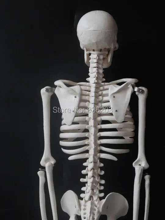 Скелет человека анатомический размер 85 см 33 5 дюйма Размер|human skeleton anatomical model|model