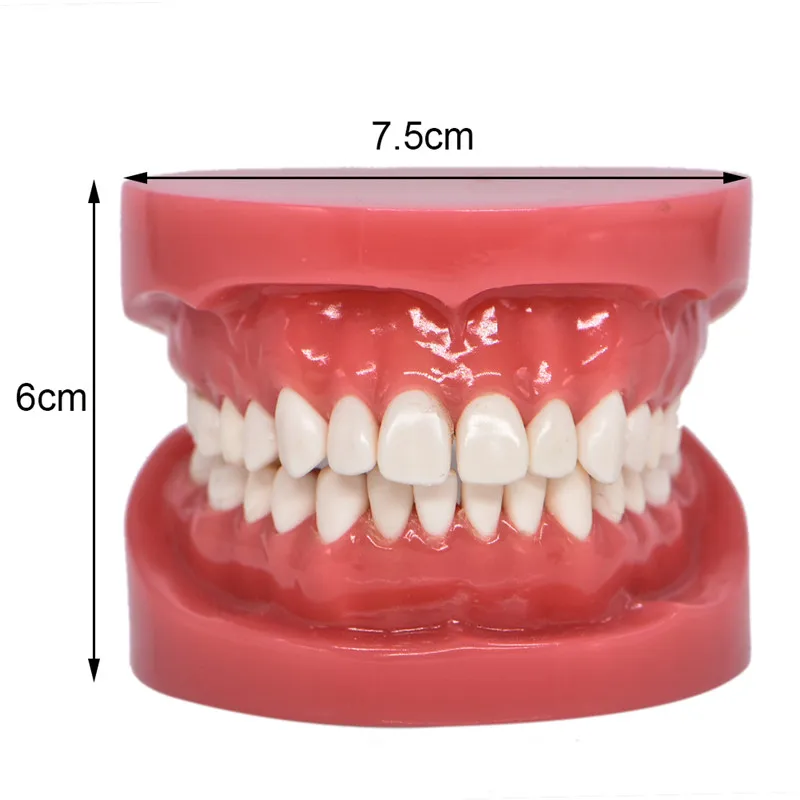 

Dentition Model Upper Lower Jaw Model Red Dentist Hard Foundation Teaching Model Dental Adult Standard Typodont Demonstration