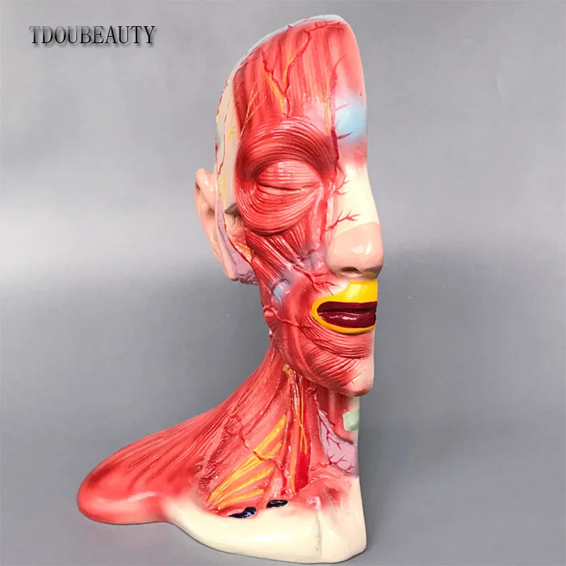 TDOUBEAUTY натуральная модель головы и шеи среднего слоя анатомическая мышечный нерв