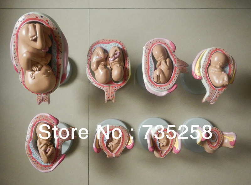 Eight Parts Pregnancy Fetal Development Process Model  ,Pregnancy Fetal Development Process Model fertilization process simulator egg fertilization model