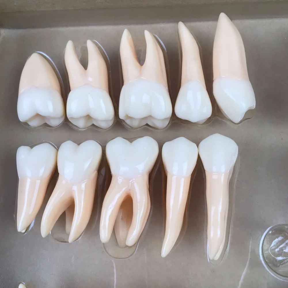 1pc Good Quality 2 times 32 pcs adult permanent teeth model Dental gift Communication Tooth Models Odontologia Anatomy natural