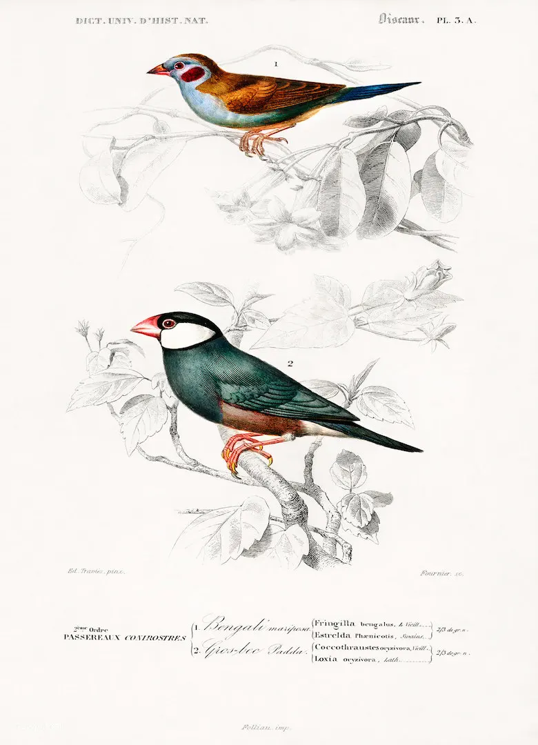 Винтажная история природы птицы энциклопедия плакаты Гималайский монал